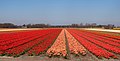 Lisse, veld met tulpen bij de Zwartelaan IMG 8946 2021-04-27 11.19.jpg