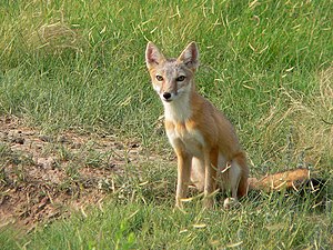 Raposa-Veloz: Taxonomia, Descrição, Habitat e distribuição