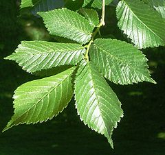 Вяз фото листьев. Ulmus glabra лист. Вяз гибридный ‘Lobel’. Вяз Exoniensis. Вяз голландский Лобел.