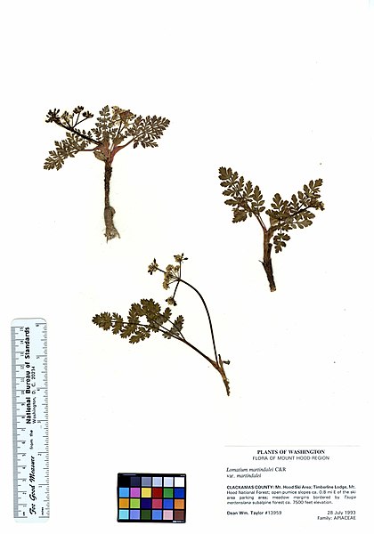 File:Lomatium martindalei var. martindalei (5901348755).jpg