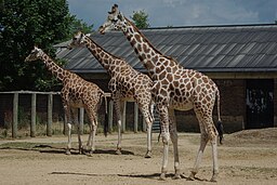 London zoo, UK (4827846440)