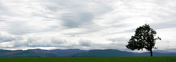 Agricultural field and tree near Perrydale