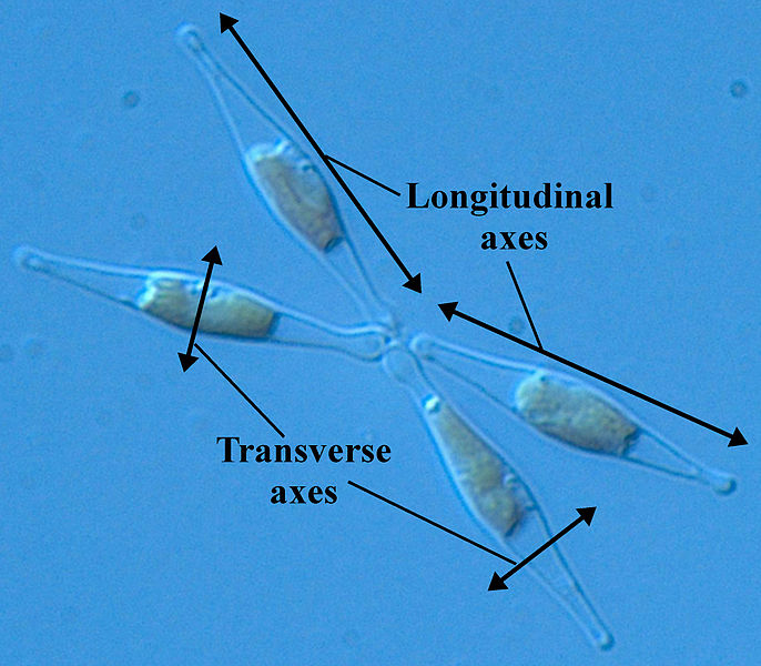 File:Longitudinal Diatom (Labelled).JPG