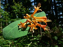 Endangered plants of Europe