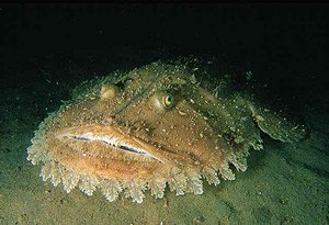 Llista De Peixos D'alemanya