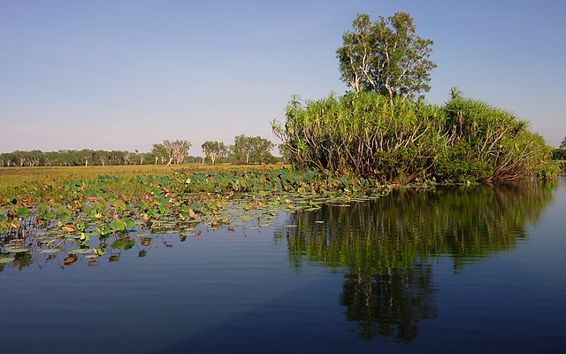 File:Lotus_on_Yellow_Water.jpg