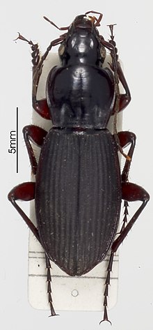 Loxodactylus carinulatus.jpg