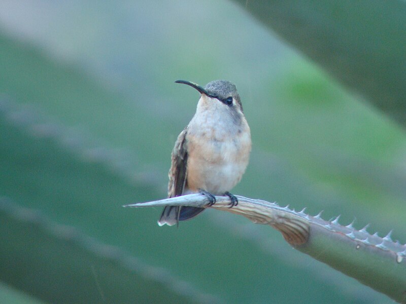 File:Lucifer Hummingbird (female).jpg