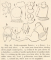 Luisia megasepala drawing of Bunzō Hayata (1874–1934), published in: Icones Plantarum Formosanarum nec non et Contributiones ad Floram Formosanam 4: 85 (1914)