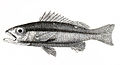 Lutianus biguttatus