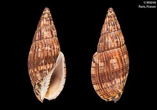 <i>Lyria solangeae</i> Species of gastropod