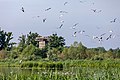 * Nomination Black-headed gulls at large reservoir of the Rieselfelder in Münster, North Rhine-Westphalia, Germany --XRay 04:28, 15 August 2020 (UTC) * Promotion  Support Good quality -- Johann Jaritz 04:38, 15 August 2020 (UTC)