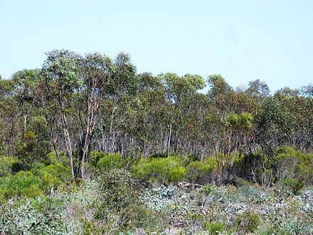 Mallee woodland with eucalyptuses and melaleucas in Esperance, Western Australia