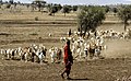 Maasai Herdsman.jpg