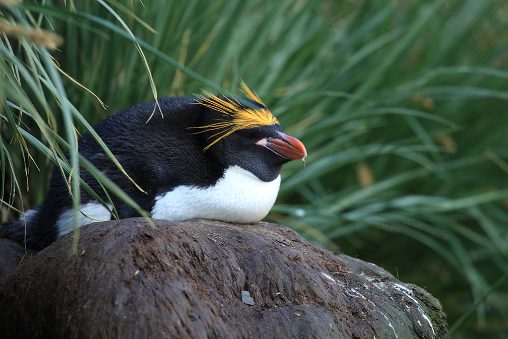 Macaroni Penguin at Cooper Bay, South Georgia (5892394207).jpg