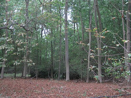 Madingley Wood 3