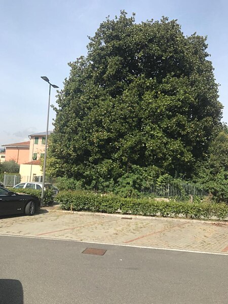 File:Magnolia La Spezia.jpg