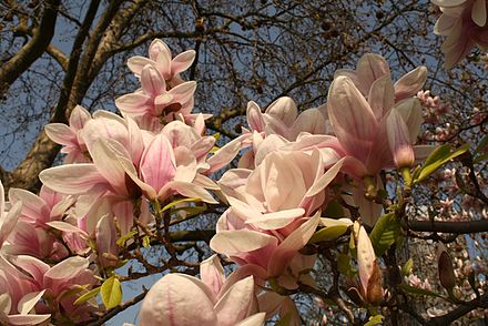 Магнолия фото и описание. Магнолии в субтропиках. Magnolia pterocarpa. Магнолия сизая (Magnolia glauca ). Magnolia yuyuanensis.