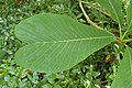 Листья магнолии лекарственной двулопастной (Magnolia officinalis var. biloba)