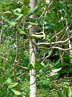 Descrizione dell'immagine Magnolia sharpii 2.jpg.