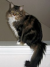And mix ragdoll coon maine Maine Coon