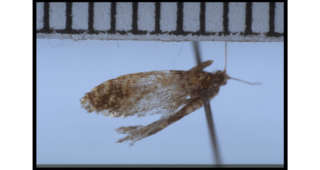<i>Mallobathra campbellica</i> Species of moth