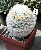 Mammillaria bocasana var. multilanata, виставка сукулентів 2016 року