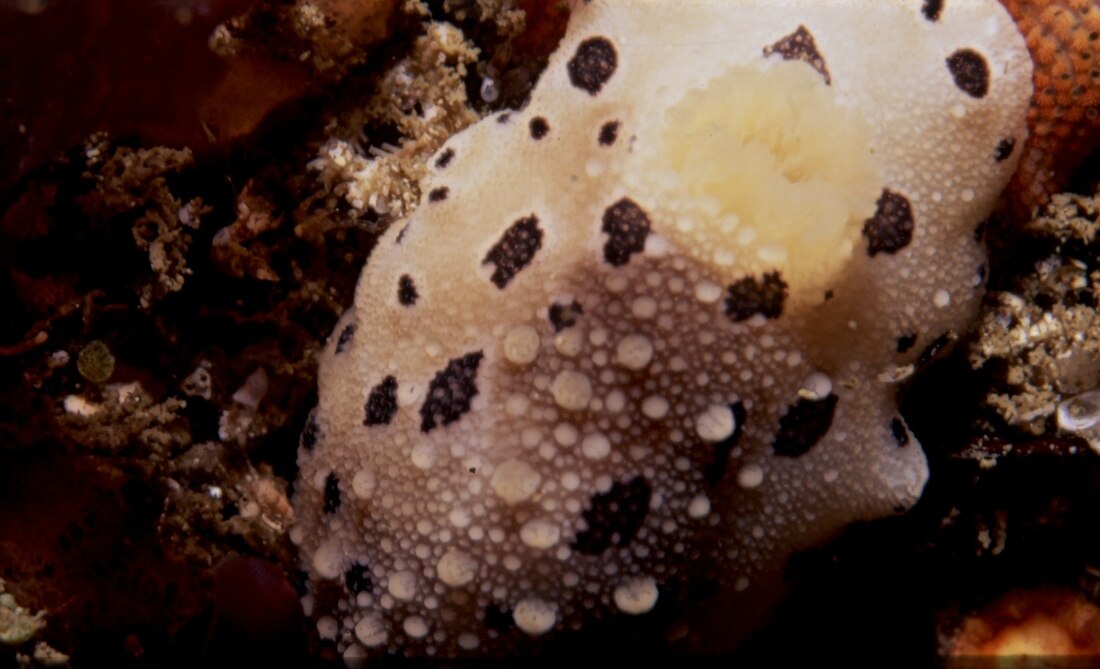 Mandela's nudibranch