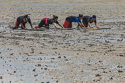 Tradisi manongkah yang dilakukan di Pantai Bidari, Indragiri Hilir