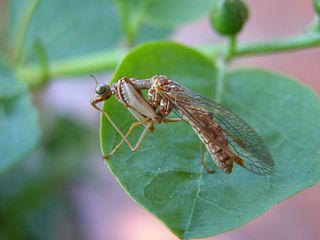 <i>Mantispa</i> Genus of insects