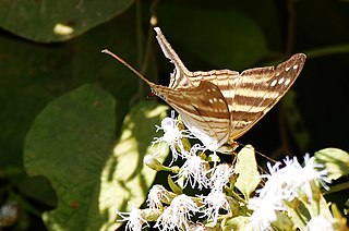 <i>Marpesia chiron</i> species of insect