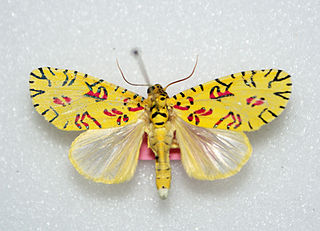 <i>Mazuca</i> Genus of moths