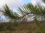 Vignette pour Rouille courbeuse des rameaux du pin