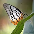 Melanocyma faunula kimurai (Nymphalidae)