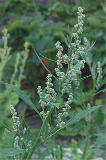 <i>Chenopodium album</i> species of plant