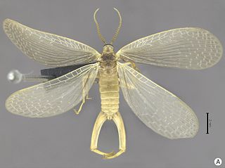 <span class="mw-page-title-main">Meropeidae</span> Family of insects