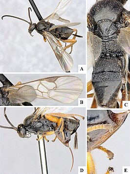 Microgaster deductor