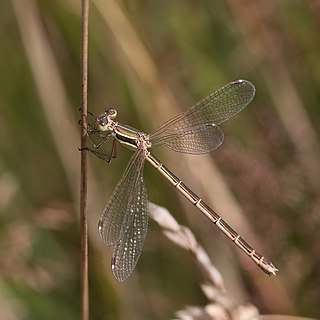 Migrant spreadwing (Lestes barbarus) female