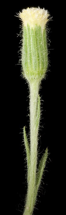 Millotia tenuifolia (8730694150).jpg