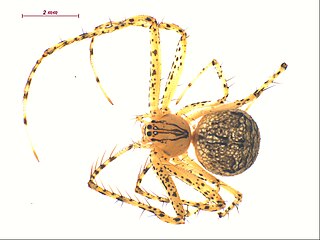 <i>Mimetus hesperus</i> Species of spider