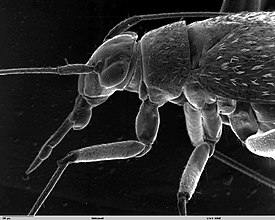 Pyyhkäisyelektronimikroskoopin kuva kuneluteen (Miridae sp.) imukärsästä.