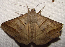 Mocis texana - Texas Mocis Moth.jpg