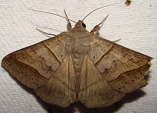 <i>Mocis texana</i> Species of moth