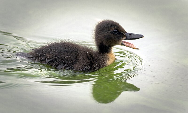 File:Mommy, wait for me! (35188122013).jpg