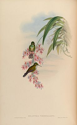 Groenkeelnimf (Lampornis viridipallens) (litho door Henry Constantine Richter naar een tekening van John Gould, 1855)