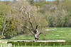 Montigny-sur-Avre chêne Arbre remarquable de France, Eure-et-Loir (France).jpg