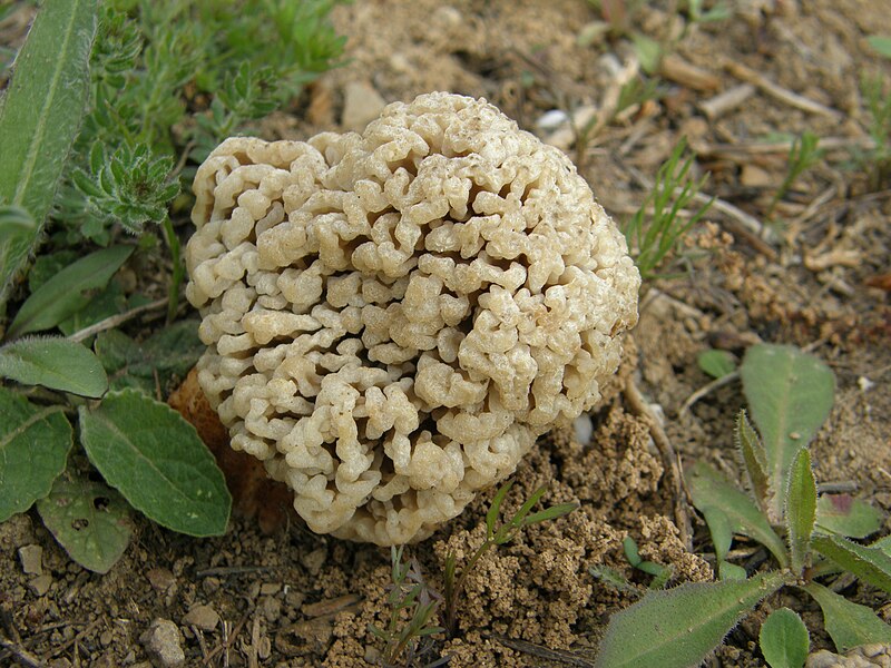 File:Morchella steppicola, Грибы в Донецке 026.jpg