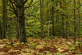 La forêt de Rougeau à Morsang-sur-Seine.