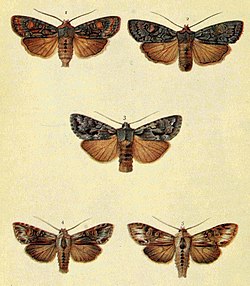 Cucullia gnaphalii, Bild 4 und 5