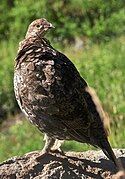 White-tailed ptarmigan